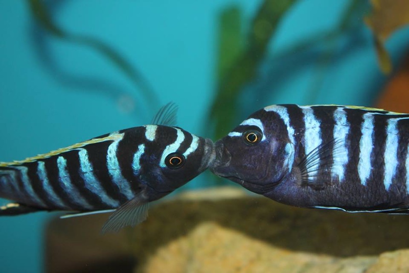 Cynotilapia zebroides 'Hai (Chimate) Reef'